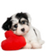pet adoption